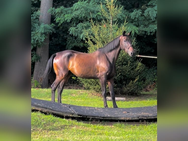 Sella Italiano Gelding 13 years 16.1 hh Smoky-Black in Magenta