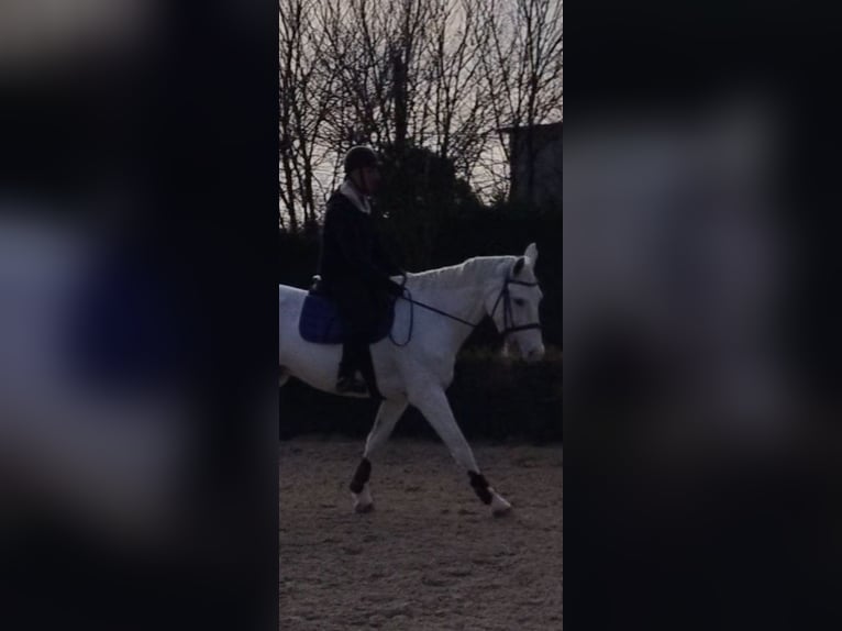 Sella Italiano Gelding 13 years 16,1 hh Grey-Fleabitten in Stra'