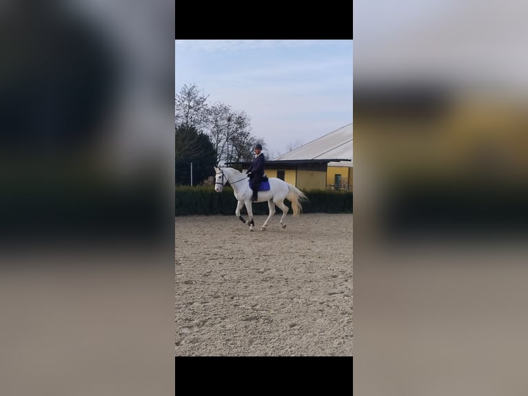 Sella Italiano Gelding 13 years 16,1 hh Grey-Fleabitten in Stra'