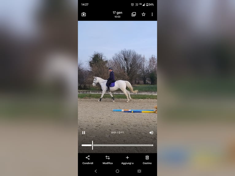 Sella Italiano Gelding 13 years 16,1 hh Grey-Fleabitten in Stra'