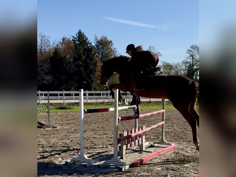 Sella Italiano Gelding 13 years 17 hh Chestnut-Red in Cambiago