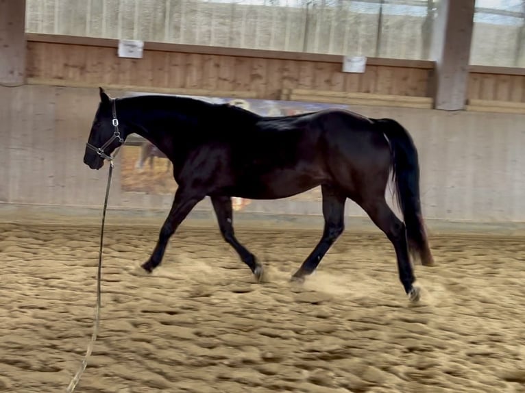 Sella Italiano Gelding 14 years 15,3 hh Black in Bad Abbach