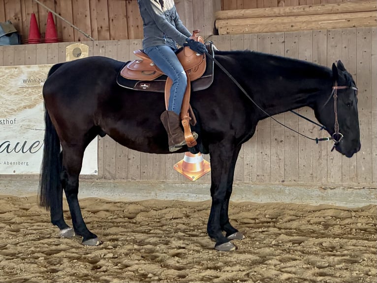 Sella Italiano Gelding 14 years 15,3 hh Black in Bad Abbach