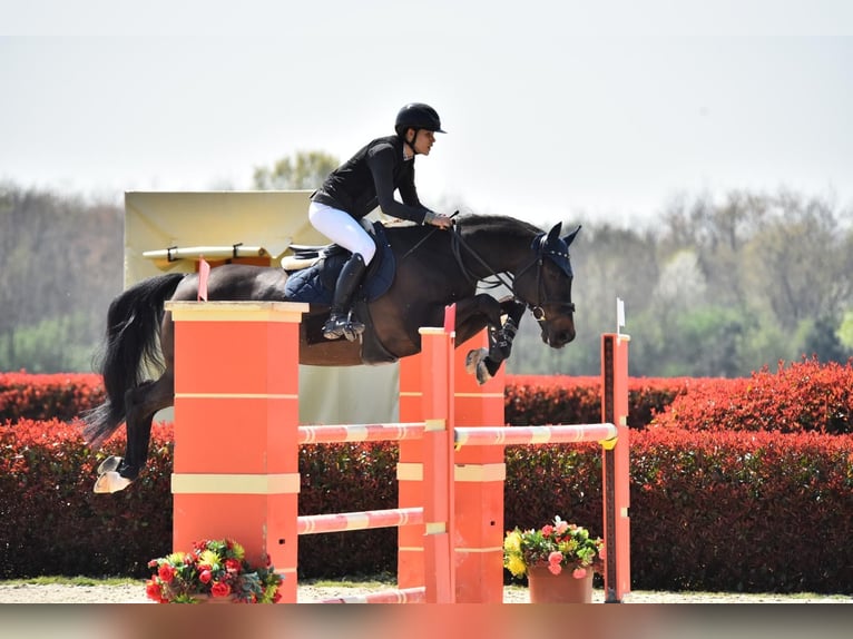 Sella Italiano Gelding 14 years 16,1 hh Bay-Dark in Guanzate