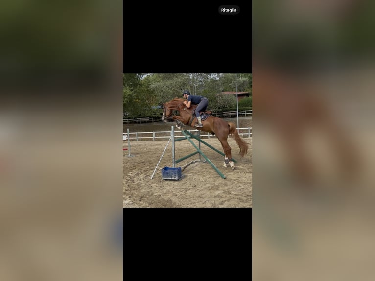 Sella Italiano Gelding 14 years Chestnut-Red in Rende
