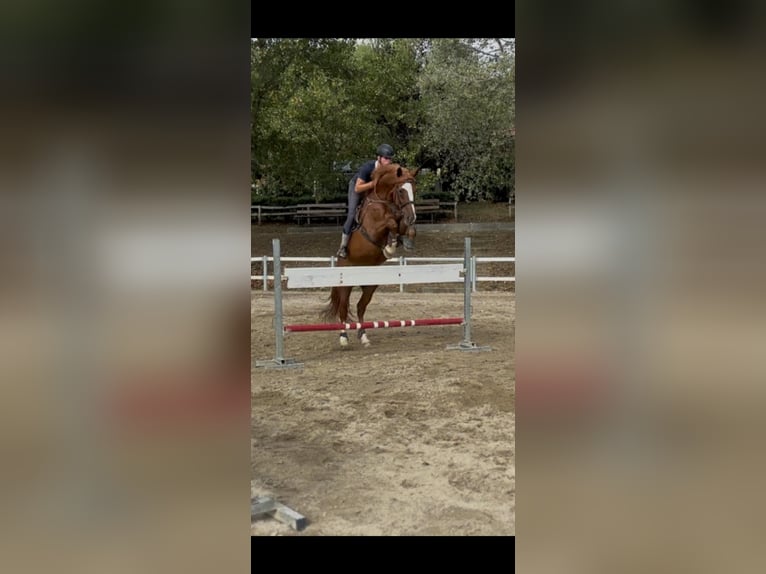 Sella Italiano Gelding 14 years Chestnut-Red in Rende