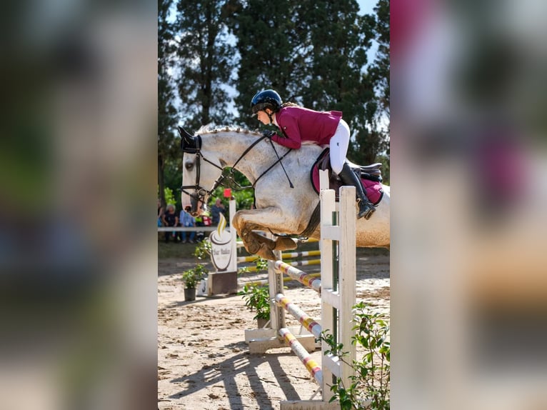 Sella Italiano Gelding 15 years 16.2 hh Grey in In Via San Nicola