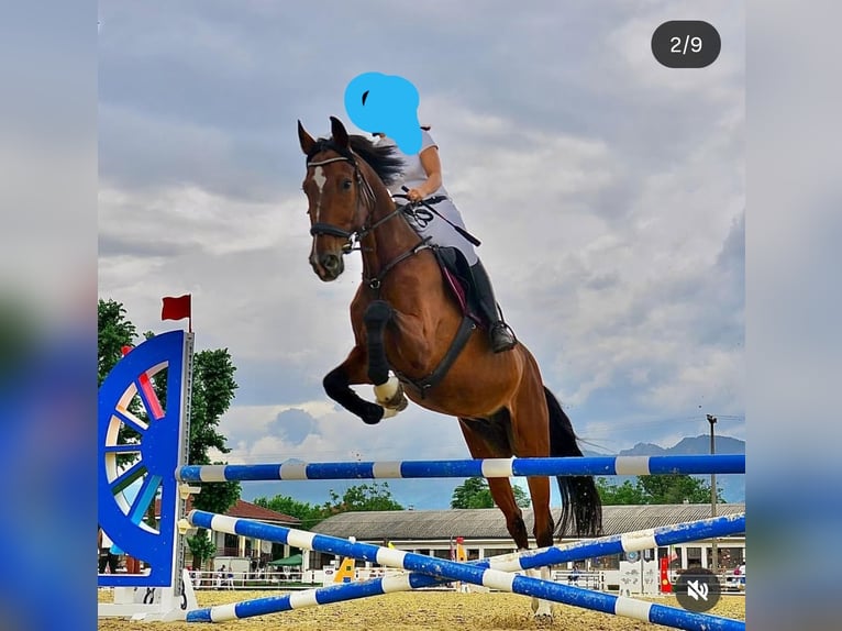 Sella Italiano Gelding 17 years 16.3 hh Bay-Dark in Alpignano