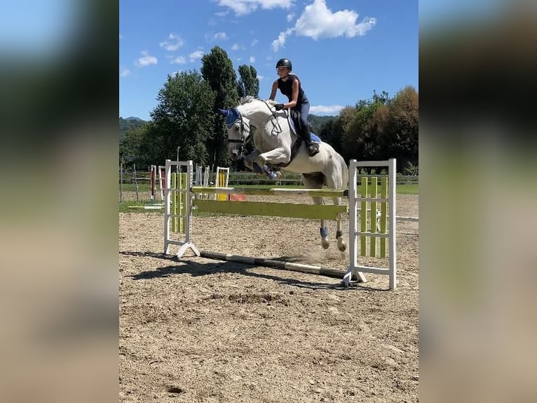 Sella Italiano Gelding 17 years 17,2 hh Gray in Verbania