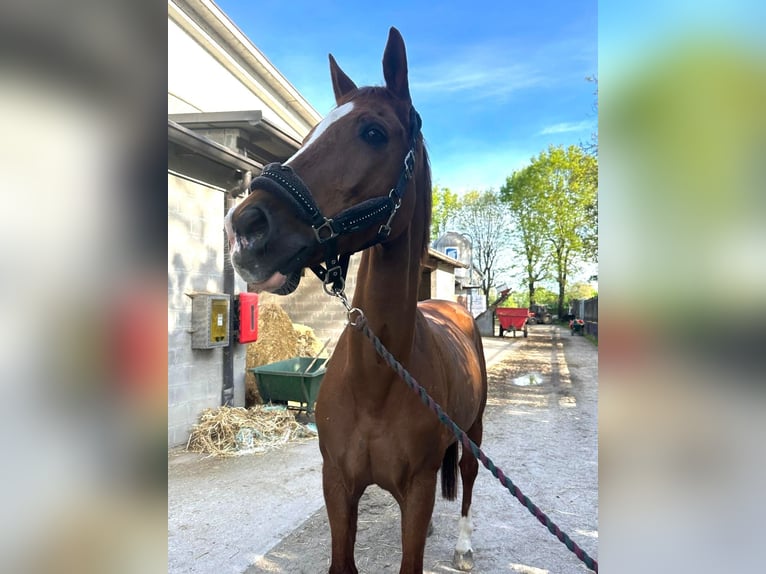 Sella Italiano Gelding 17 years Chestnut-Red in seregno centro ippico il dosso