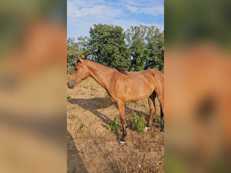 Sella Italiano Gelding 2 years 16,2 hh Bay-Dark in Tempio Pausania