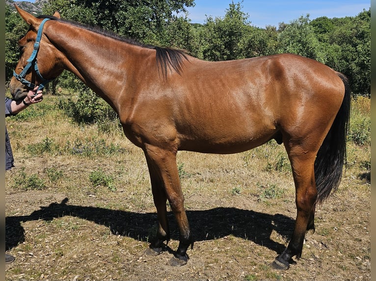 Sella Italiano Gelding 2 years 16,2 hh Bay-Dark in Tempio Pausania