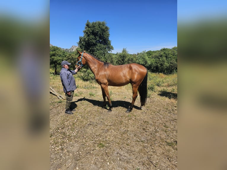 Sella Italiano Gelding 2 years 16,2 hh Bay-Dark in Tempio Pausania