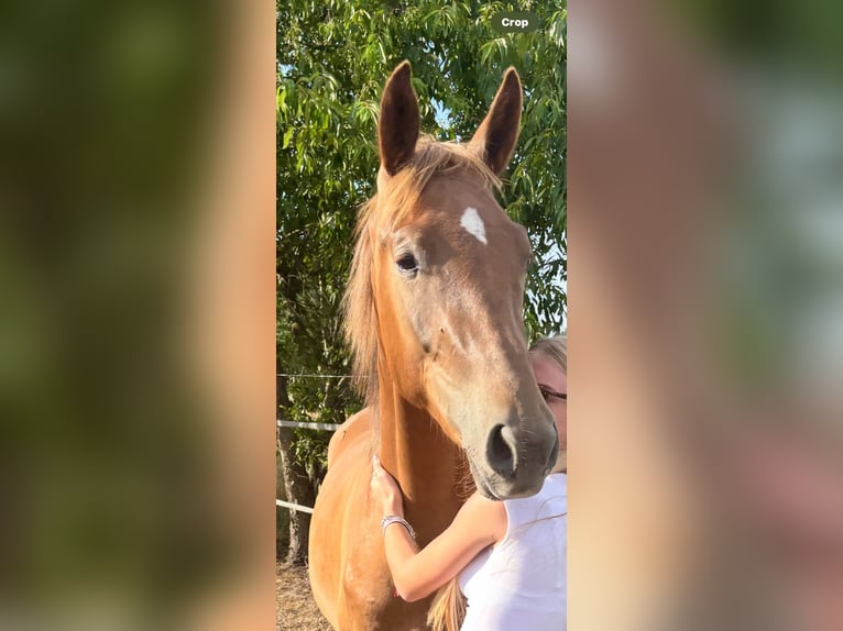 Sella Italiano Gelding 2 years Chestnut-Red in Neerharen Sella Italiano Gelding 2 years Chestnut-Red in Neerharen