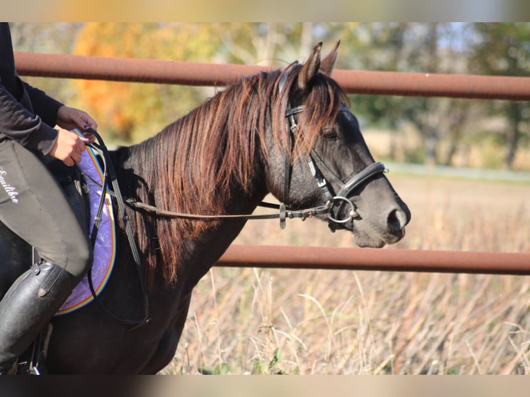 Sella Italiano Mix Gelding 3 years 13,2 hh Bay-Dark in Hohenruppersdorf