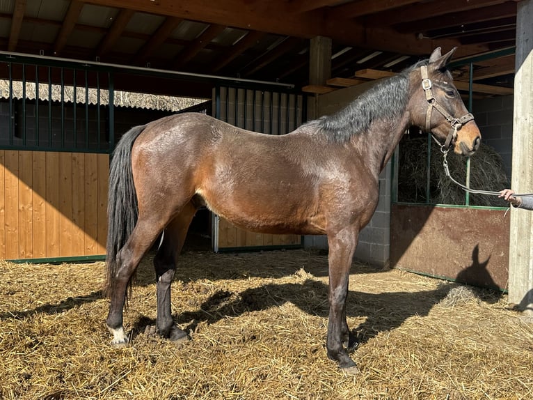 Sella Italiano Gelding 3 years 15,2 hh Bay-Dark in Como