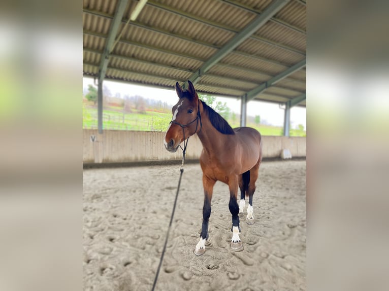 Sella Italiano Gelding 3 years 17 hh Brown-Light in Spigno Monferrato