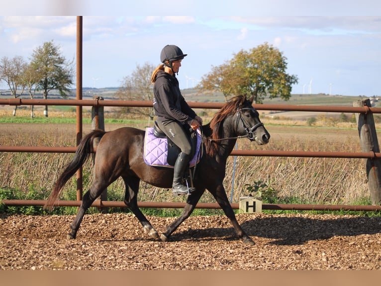 Sella Italiano Mix Gelding 4 years 13,2 hh Bay-Dark in Hohenruppersdorf