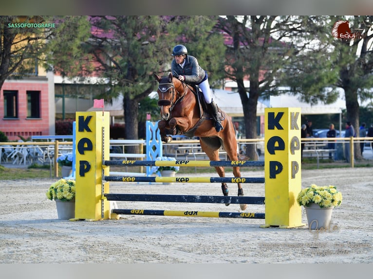 Sella Italiano Gelding 4 years 16.1 hh Brown in Mestre