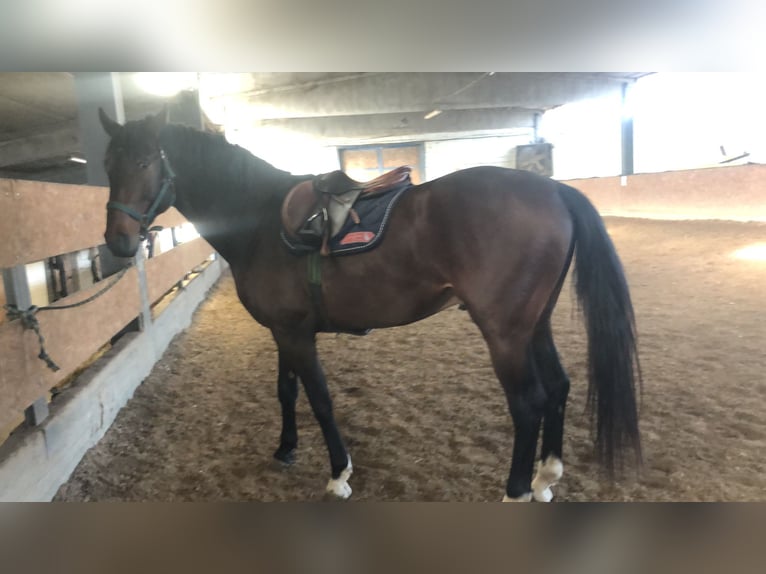 Sella Italiano Gelding 4 years 16,3 hh Bay-Dark in mesero