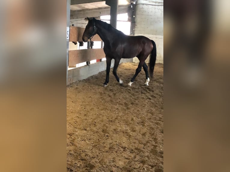Sella Italiano Gelding 4 years 16,3 hh Bay-Dark in mesero