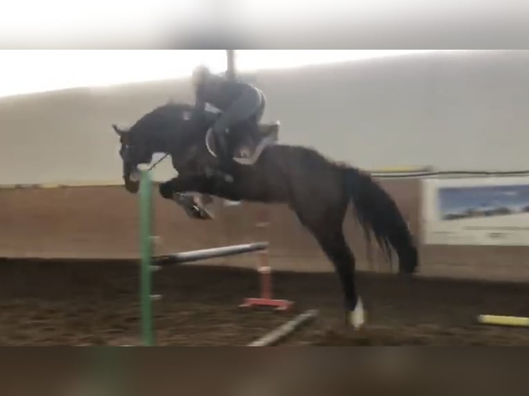 Sella Italiano Gelding 4 years 16,3 hh Bay-Dark in mesero