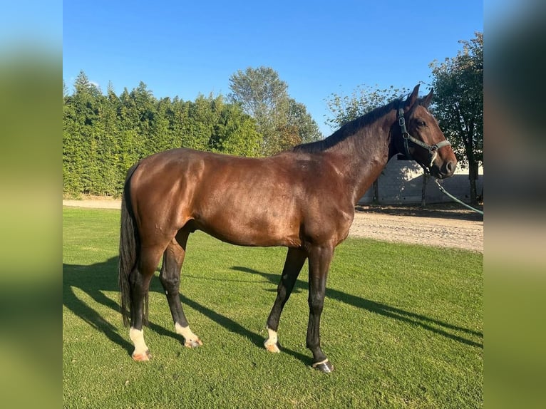 Sella Italiano Gelding 4 years 16,3 hh Bay-Dark in Mesero