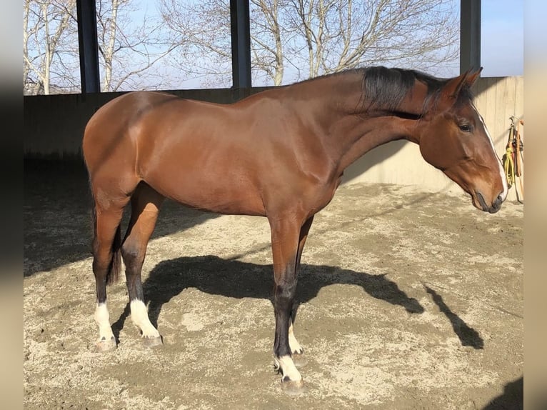 Sella Italiano Gelding 4 years 17 hh Brown-Light in Spigno Monferrato
