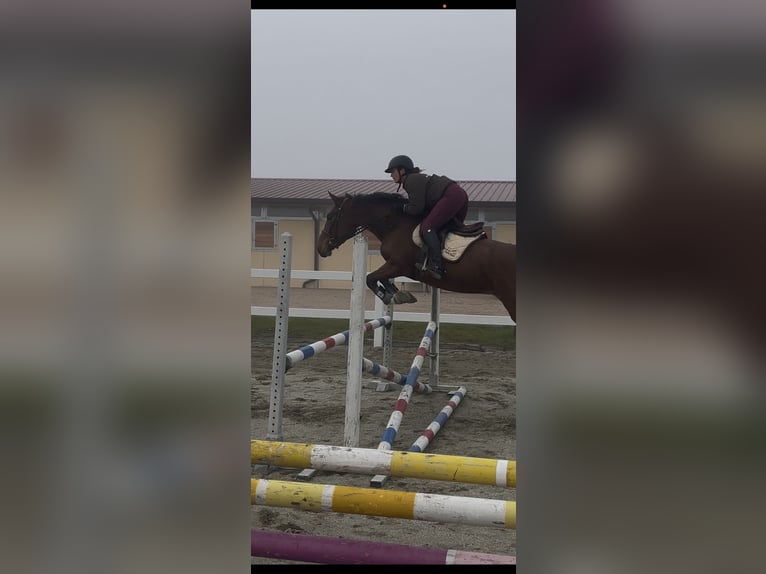 Sella Italiano Gelding 4 years 17 hh Brown-Light in Spigno Monferrato