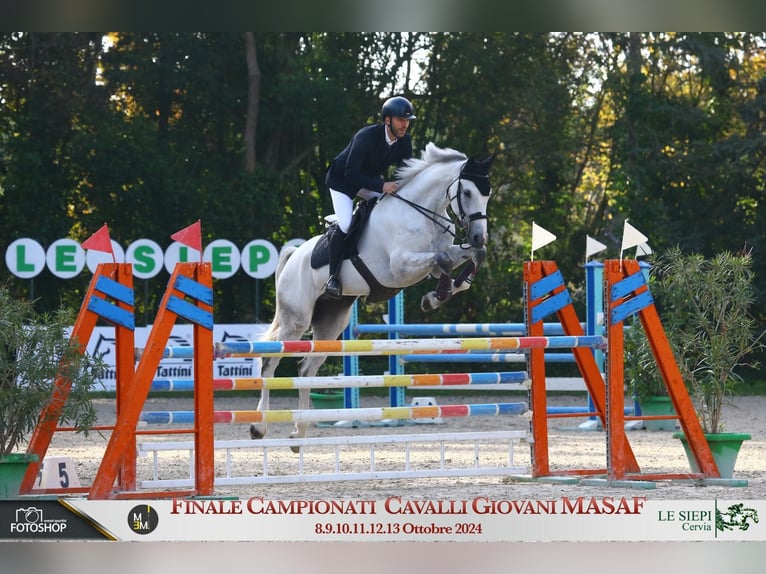 Sella Italiano Gelding 6 years 16,2 hh Gray in Casinalbo