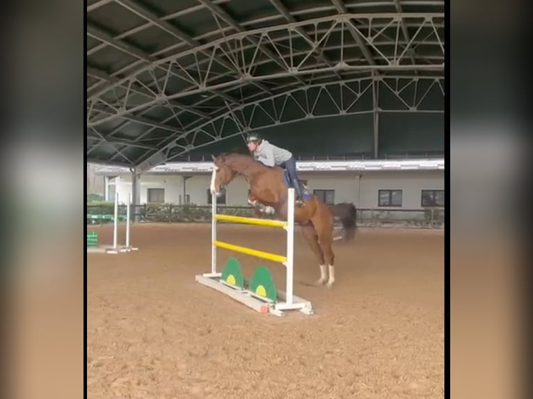 Sella Italiano Gelding 6 years 16,2 hh Chestnut-Red in Milano