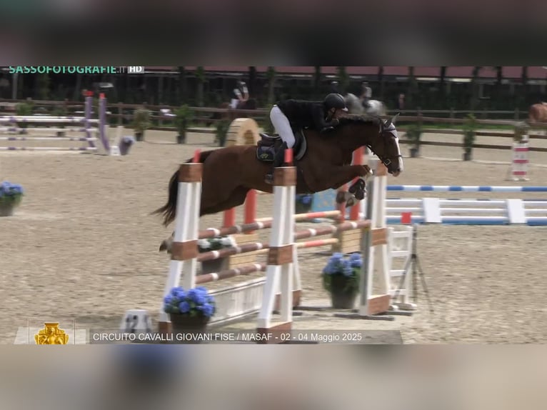 Sella Italiano Gelding 6 years 16,2 hh Chestnut-Red in Milano