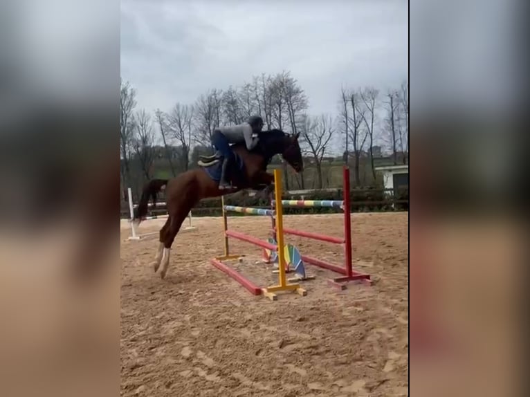 Sella Italiano Gelding 6 years 16,2 hh Chestnut-Red in Milano