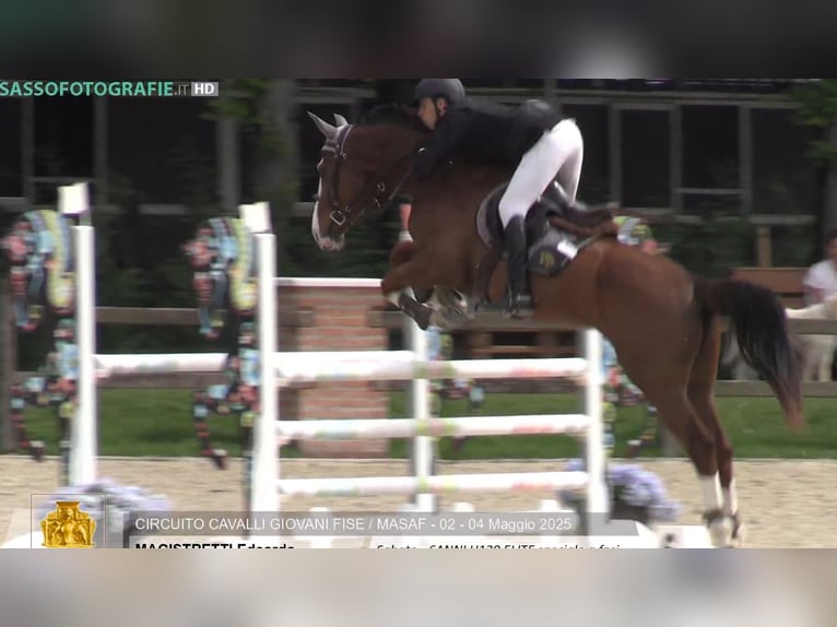 Sella Italiano Gelding 6 years 16,2 hh Chestnut-Red in Milano