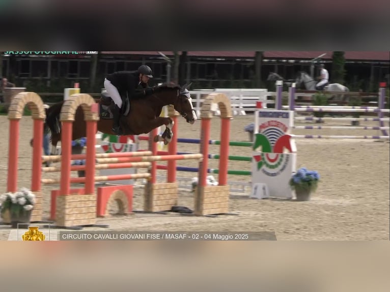 Sella Italiano Gelding 6 years 16,2 hh Chestnut-Red in Milano
