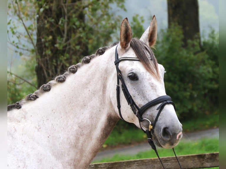 Sella Italiano Gelding 7 years 16,3 hh Grey in Bad D&#xFC;rrheim