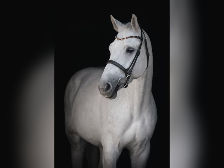 Sella Italiano Gelding 7 years 17 hh Grey in Schlind