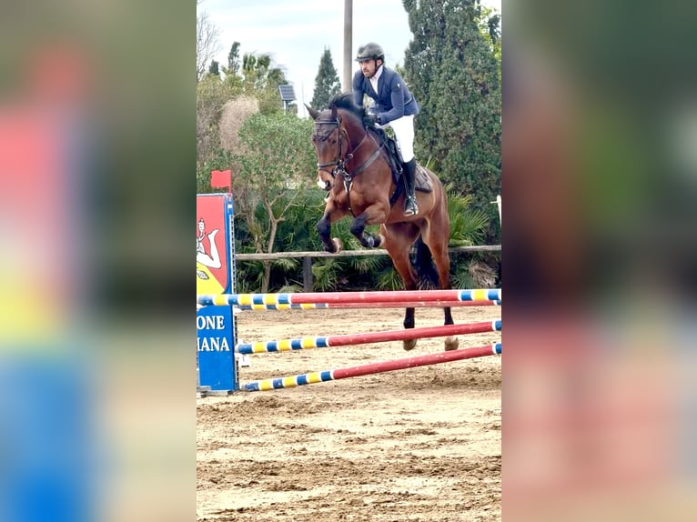 Sella Italiano Gelding 8 years 16.2 hh Brown in Enna
