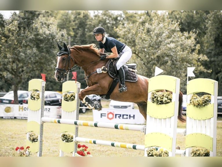 Sella Italiano Gelding 8 years 16,1 hh Chestnut-Red in Donaueschingen