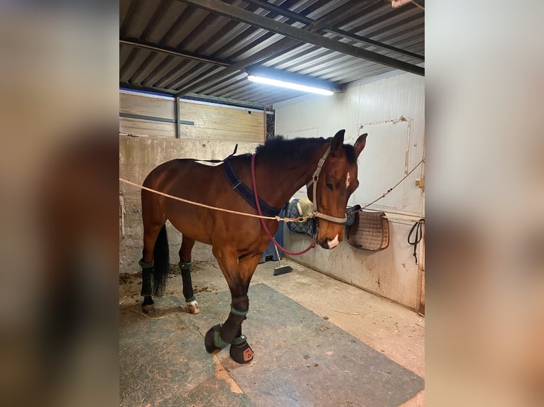 Sella Italiano Gelding 8 years 16,2 hh Brown in Enna