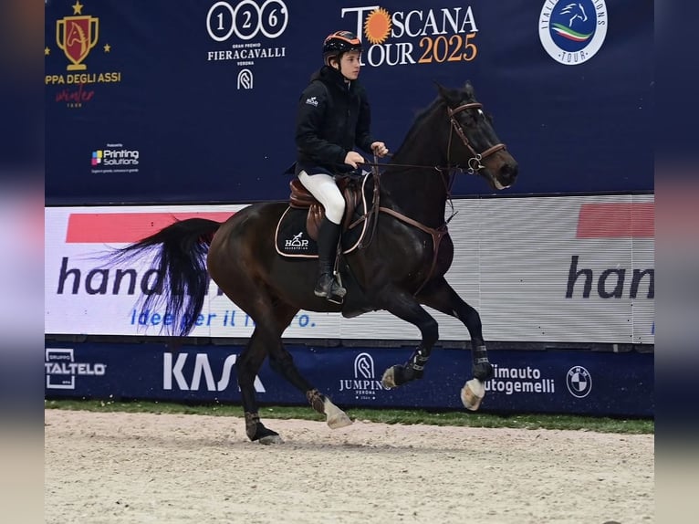 Sella Italiano Gelding 9 years Bay-Dark in brescia