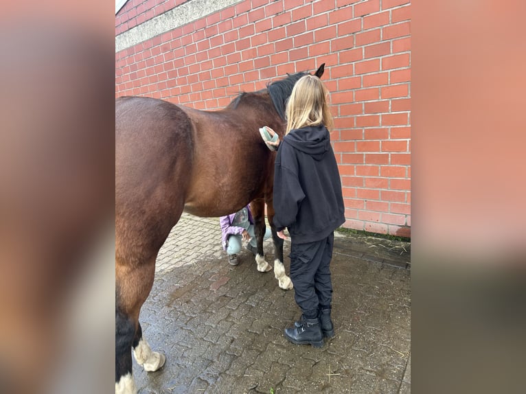 Sella Italiano Giumenta 11 Anni 160 cm Baio chiaro in HünxeHünxe