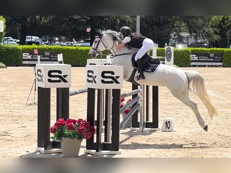 Sella Italiano Giumenta 12 Anni 158 cm Grigio in Saronno