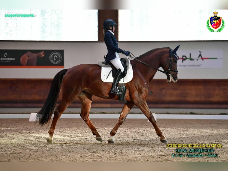 Sella Italiano Giumenta 12 Anni 175 cm Sauro scuro in Velate Milanese