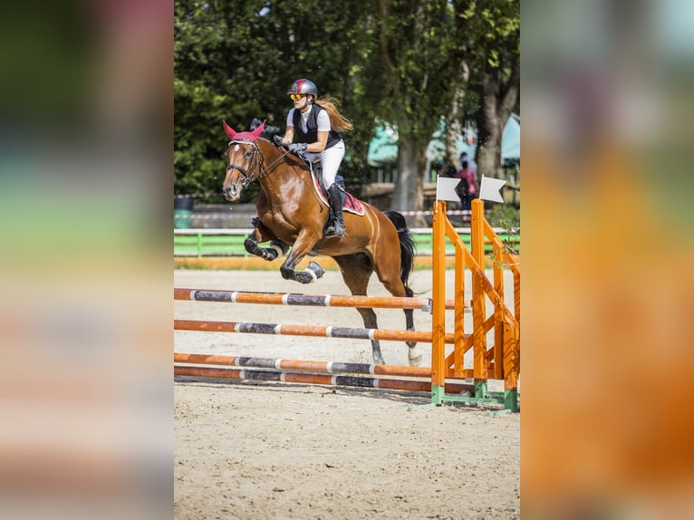 Sella Italiano Giumenta 13 Anni 170 cm Baio in Lurate Caccivio