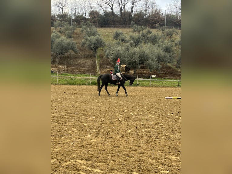 Sella Italiano Giumenta 14 Anni 160 cm Baio scuro in Pianella