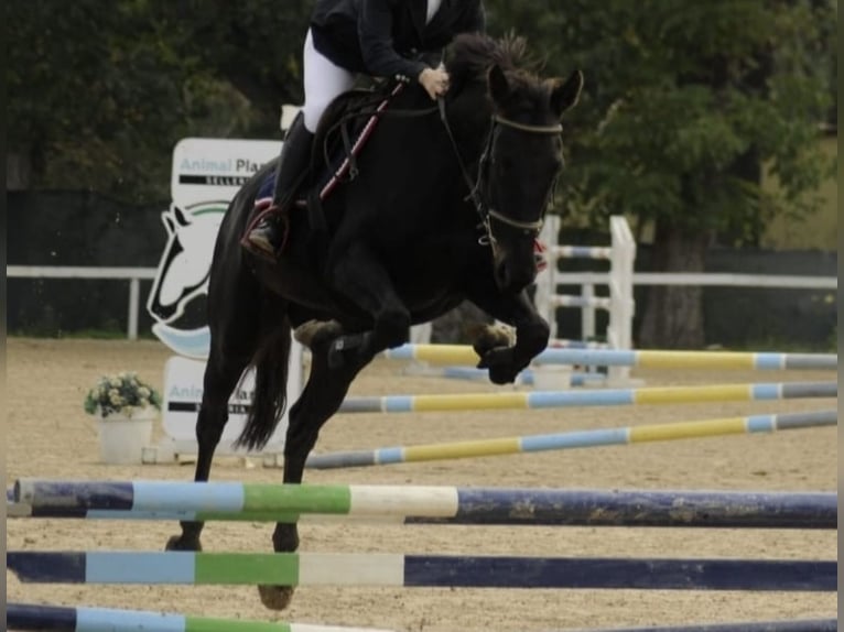 Sella Italiano Giumenta 14 Anni 160 cm Baio scuro in Pianella