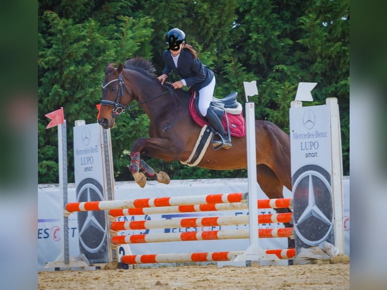 Sella Italiano Giumenta 15 Anni 160 cm Baio scuro in Cefalù