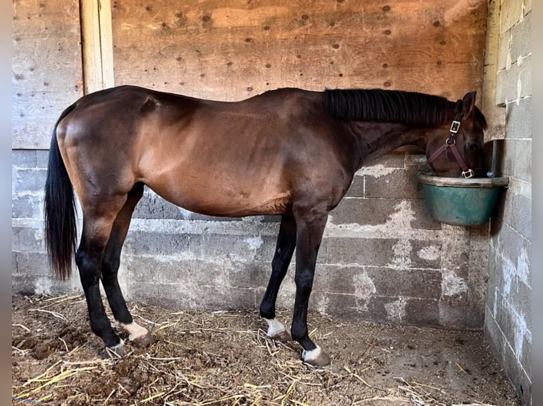 Sella Italiano Giumenta 15 Anni 160 cm Baio scuro in Cefalù