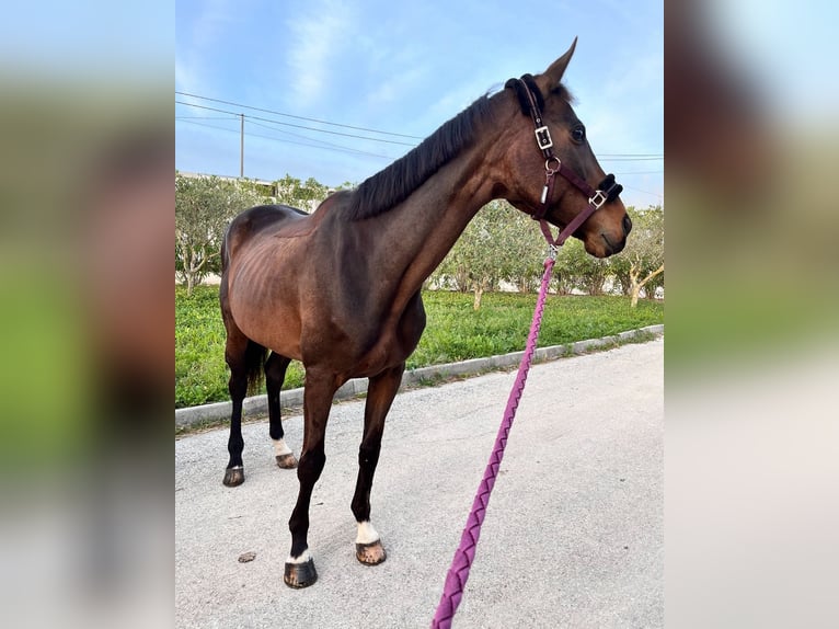 Sella Italiano Giumenta 15 Anni 160 cm Baio scuro in Cefalù